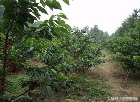 樱桃幼树金龟子虫害,大樱桃树虫害怎么治虫