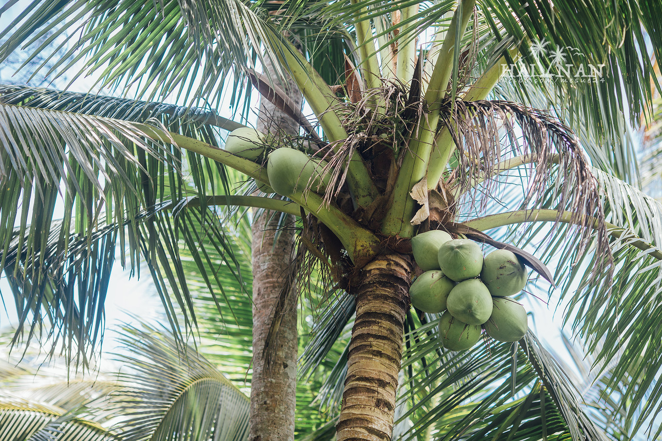 从日出到星辰大海，这里是海南文昌——今夕传媒旅行家出品