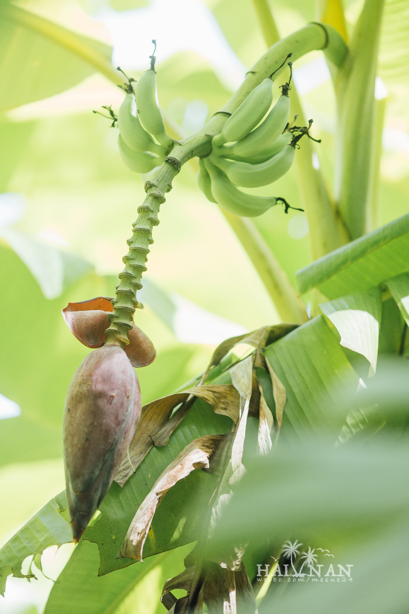 从日出到星辰大海，这里是海南文昌——今夕传媒旅行家出品
