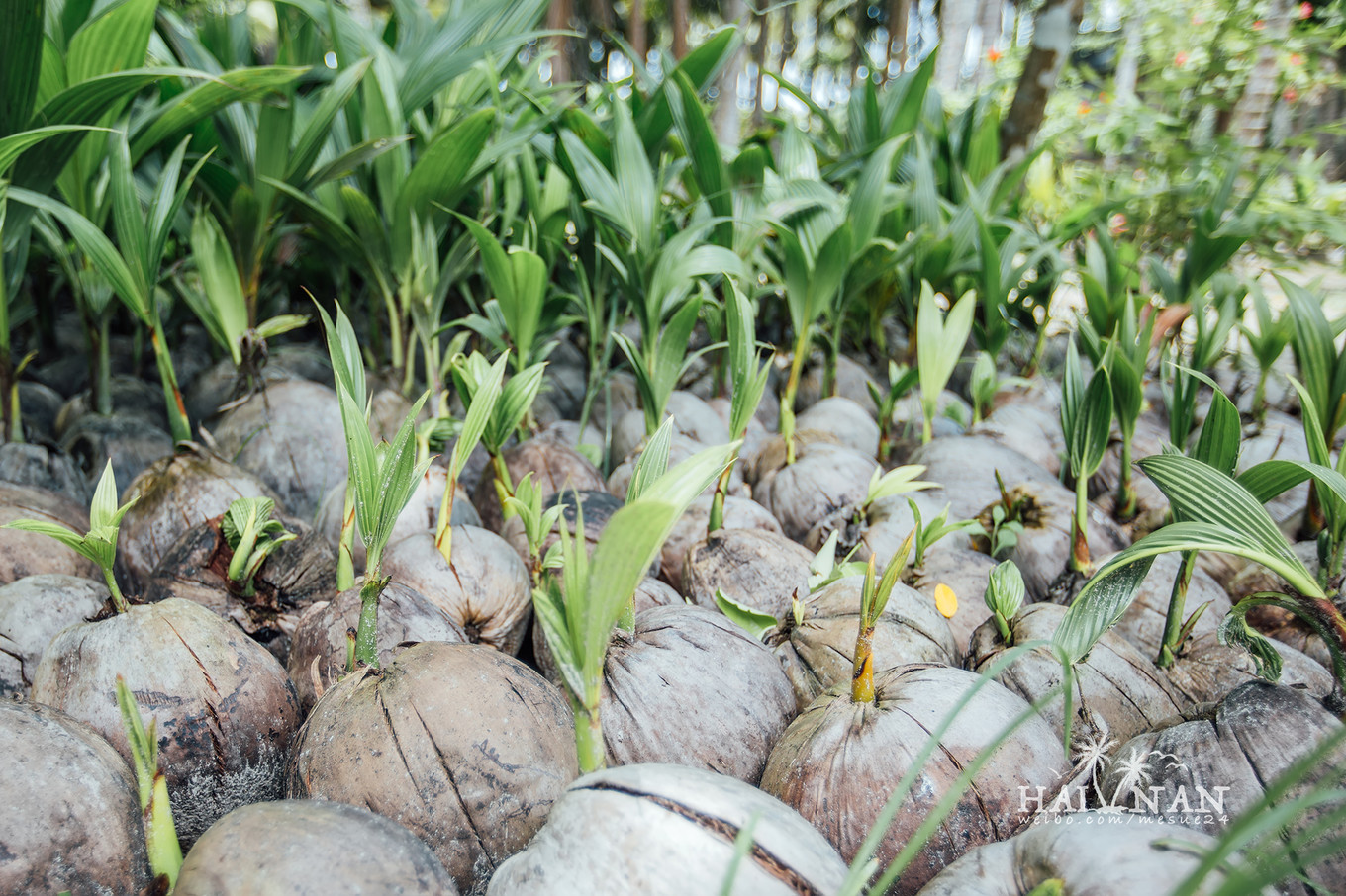 从日出到星辰大海，这里是海南文昌——今夕传媒旅行家出品