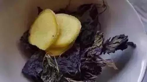 这种叶子煮水全身都是宝,这种植物浑身都是宝你用对了吗