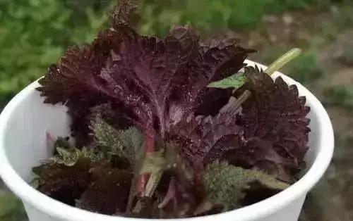 这种叶子煮水全身都是宝,这种植物浑身都是宝你用对了吗