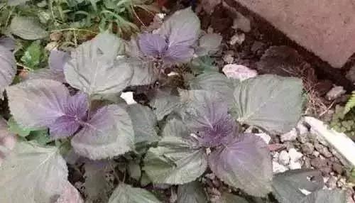 这种叶子煮水全身都是宝,这种植物浑身都是宝你用对了吗