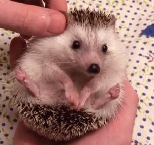 萌爆了！抖音同款蠢萌刺猬，赶紧入手一只撸撸撸！