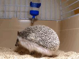 萌爆了！抖音同款蠢萌刺猬，赶紧入手一只撸撸撸！