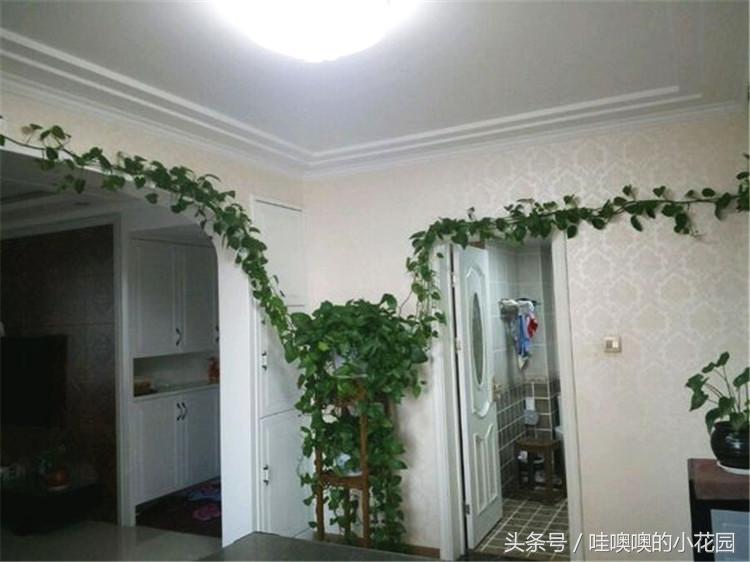 绿萝喝什么水容易爆盆,绿萝怎么养才能更旺盛喝什么水