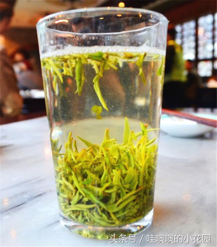 绿萝喝什么水容易爆盆,绿萝怎么养才能更旺盛喝什么水