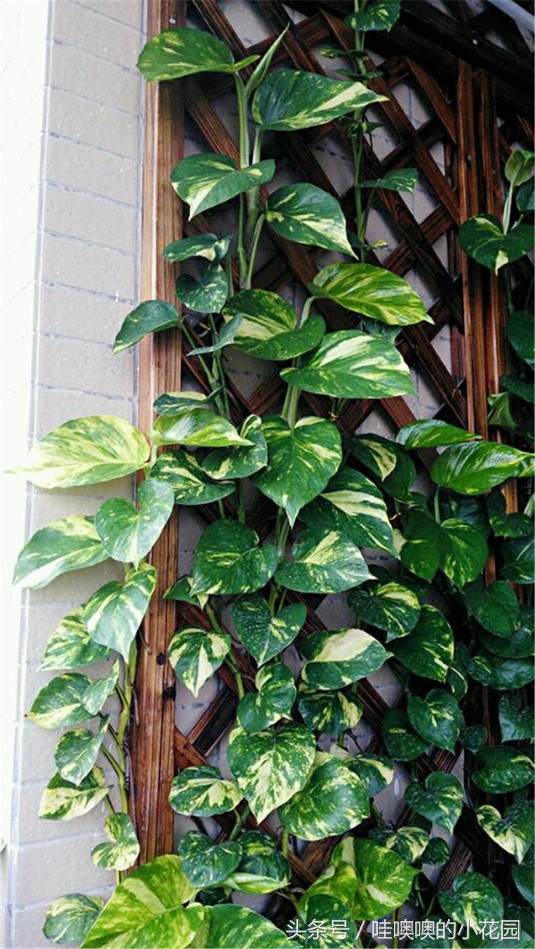 绿萝喝什么水容易爆盆,绿萝怎么养才能更旺盛喝什么水