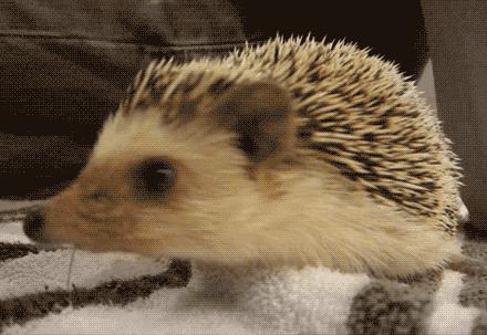 萌爆了！抖音同款蠢萌刺猬，赶紧入手一只撸撸撸！