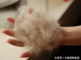 深究狗狗掉毛的七个原因，让你家狗狗毛量充沛，更加漂亮！