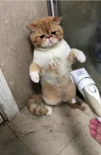 天气太热给加菲剃毛,猫咪躲闪到最后,看着地上毛委屈哭了