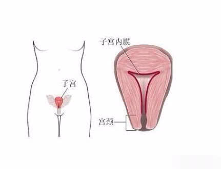 子宫全切属不属于大病,子宫已全切除还会被感染hpv病毒吗