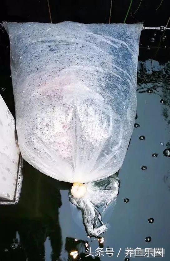 锦鲤鱼缸团灭后重新开缸,锦鲤遭团灭