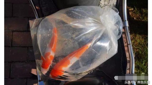 锦鲤鱼缸团灭后重新开缸,锦鲤遭团灭