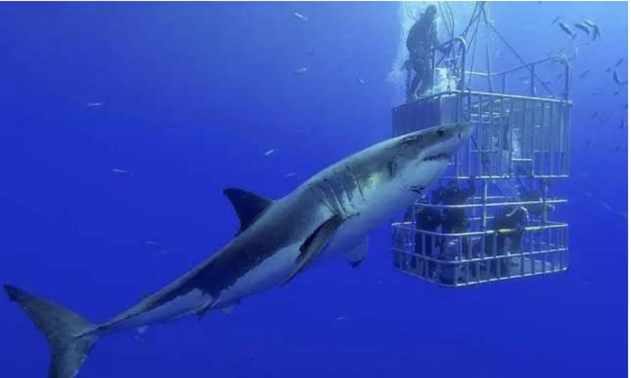 鲨鱼潜水到底有多危险,鲨鱼笼子潜水