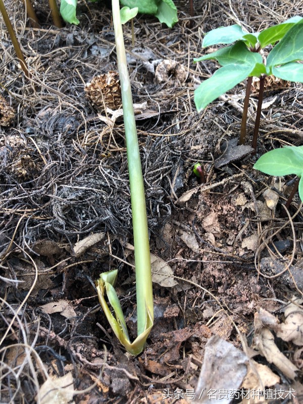 重楼烂叶病和烂杆病要用什么药,重楼根茎腐烂怎么防治