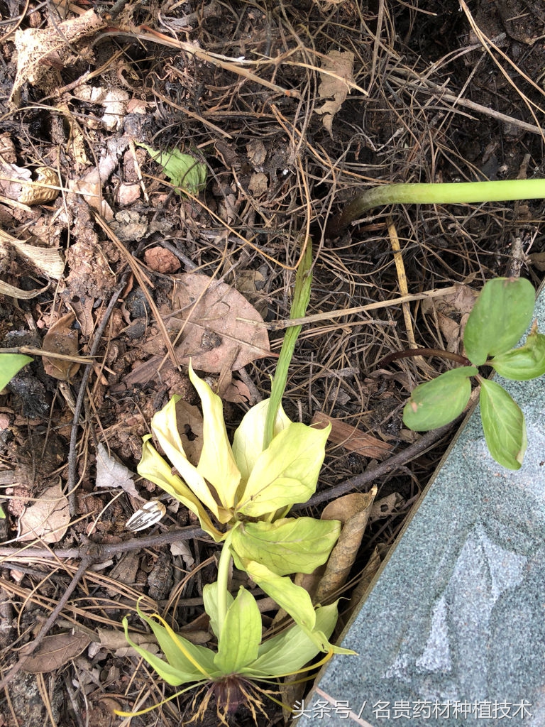 重楼烂叶病和烂杆病要用什么药,重楼根茎腐烂怎么防治