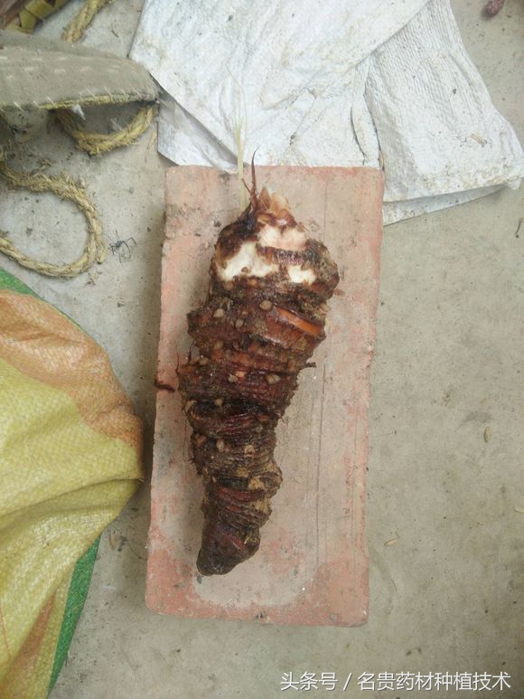 重楼烂叶病和烂杆病要用什么药,重楼根茎腐烂怎么防治