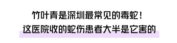 深圳一别墅区惊现蛇出没,南宁一小区捕捉3条蛇