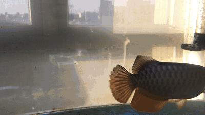 小金龙高背好还是过背好,小金龙高背可以长成过背吗