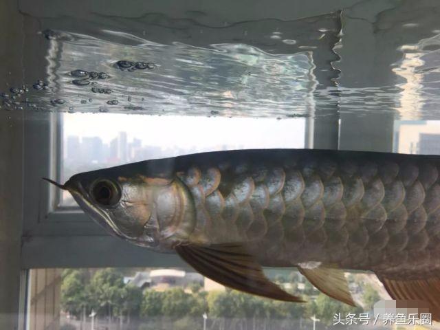 小金龙高背好还是过背好,小金龙高背可以长成过背吗