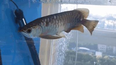 小金龙高背好还是过背好,小金龙高背可以长成过背吗