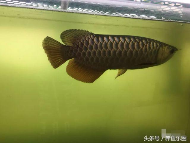 小金龙高背好还是过背好,小金龙高背可以长成过背吗