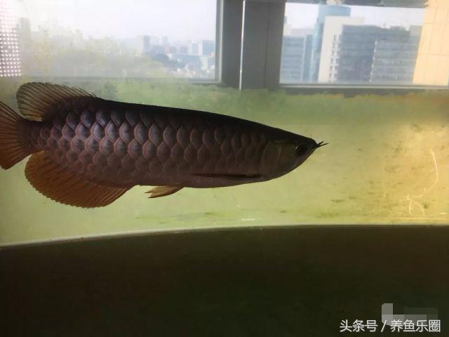 小金龙高背好还是过背好,小金龙高背可以长成过背吗