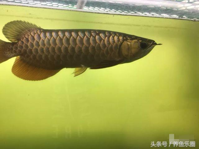 小金龙高背好还是过背好,小金龙高背可以长成过背吗