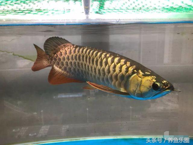 小金龙高背好还是过背好,小金龙高背可以长成过背吗