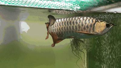 小金龙高背好还是过背好,小金龙高背可以长成过背吗