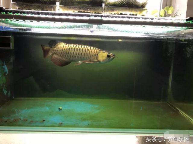 小金龙高背好还是过背好,小金龙高背可以长成过背吗