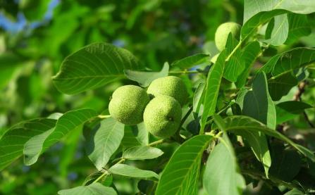 核桃树不结果环剥能够解决问题吗,核桃树不结果为啥要砍几刀