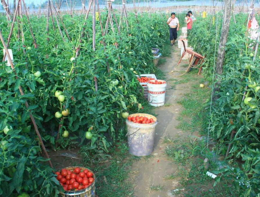 番茄尖上长黑点是怎么了,番茄顶部有尖是怎么回事