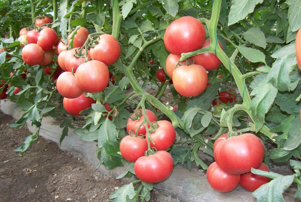 番茄尖上长黑点是怎么了,番茄顶部有尖是怎么回事