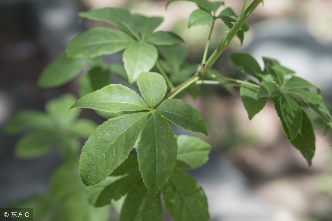 李时珍本草里蕴含不生病的智慧,李时珍称哪味药材为金不换