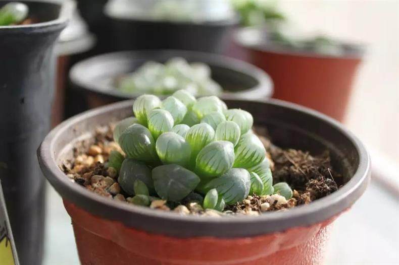 肉友养多肉视频,成都肉友们冬天怎么养护多肉
