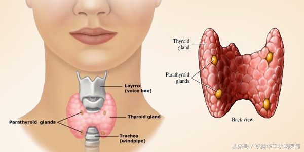 忌碘应该吃什么,禁碘饮食哪些不能吃