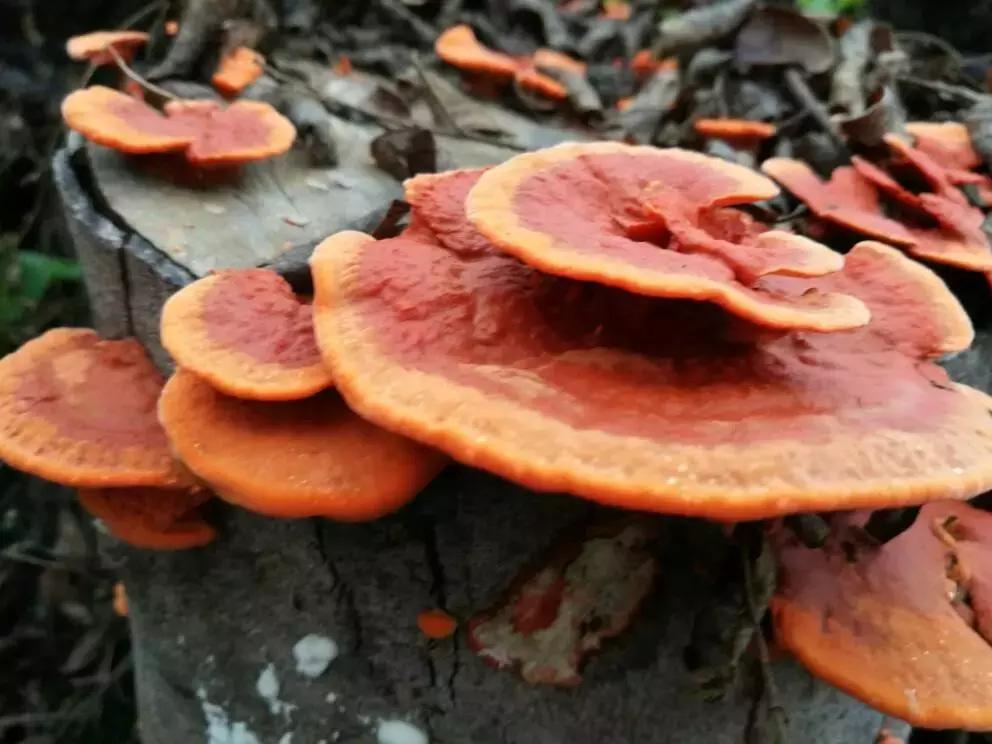 灵芝到底有多强大,灵芝真的有奇效吗