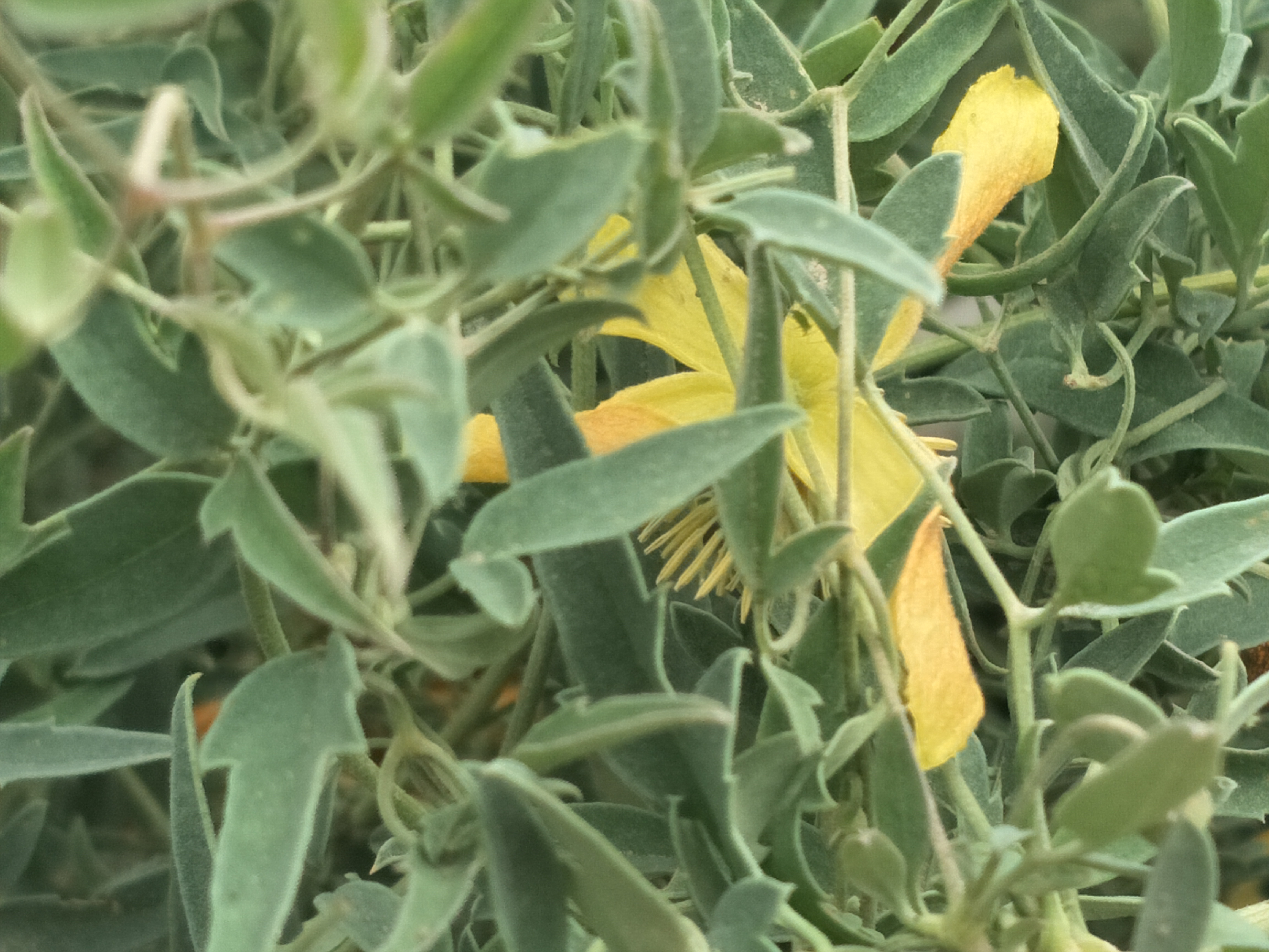 “诗经”读书笔记之“桃夭”文/锦梦素心（陌上公子）