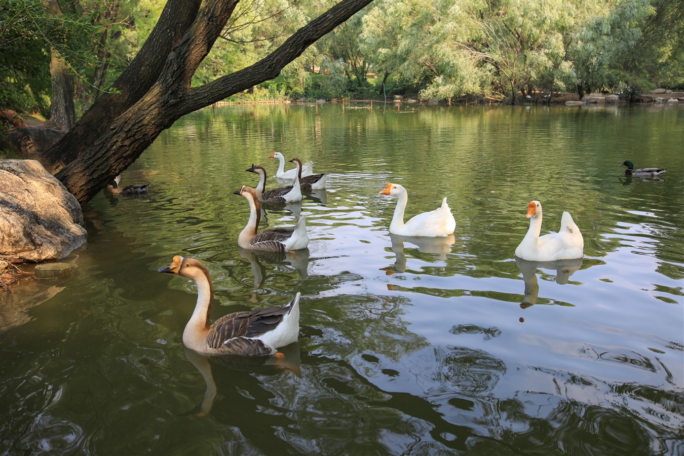 雪后蓝石大溪地,厦门蓝石大溪地
