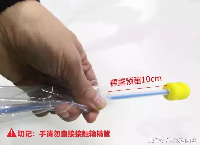 手把手教你深部母猪输精详细操作流程