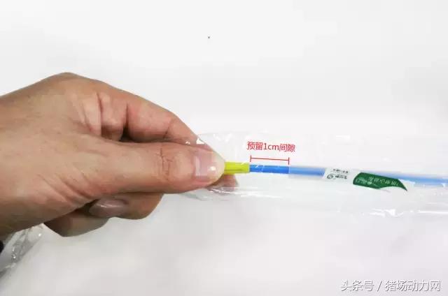 手把手教你深部母猪输精详细操作流程