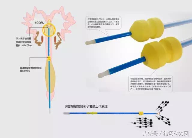 手把手教你深部母猪输精详细操作流程