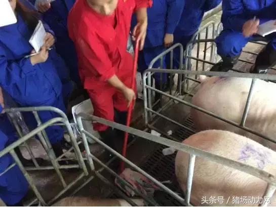 手把手教你深部母猪输精详细操作流程