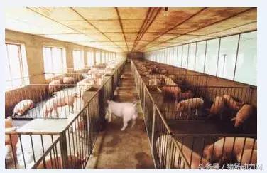 手把手教你深部母猪输精详细操作流程