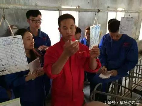 手把手教你深部母猪输精详细操作流程