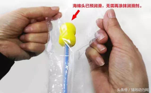 手把手教你深部母猪输精详细操作流程