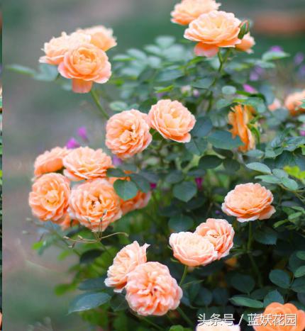 椰糠土浇水不烂根方法,养花浇水浇不透怎么办