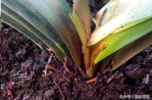 椰糠土浇水不烂根方法,养花浇水浇不透怎么办